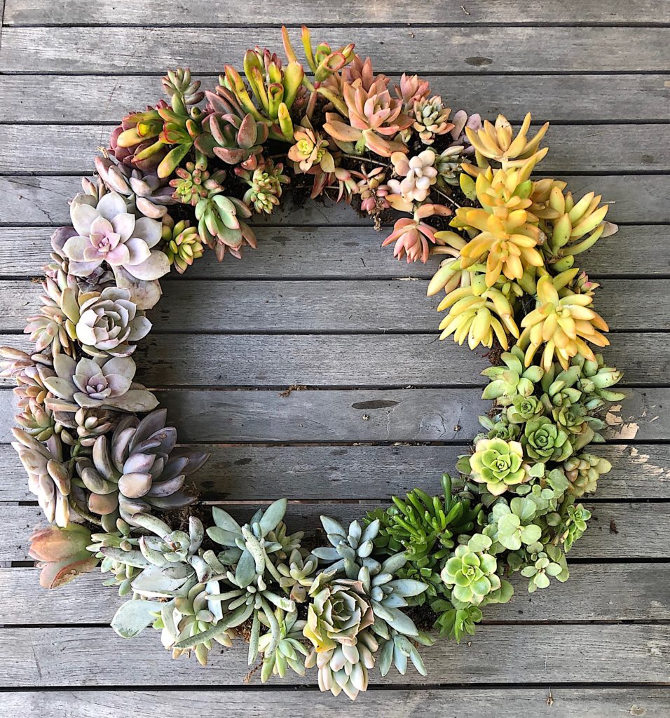 how-to-make-a-succulent-wreath-DIY.jpeg