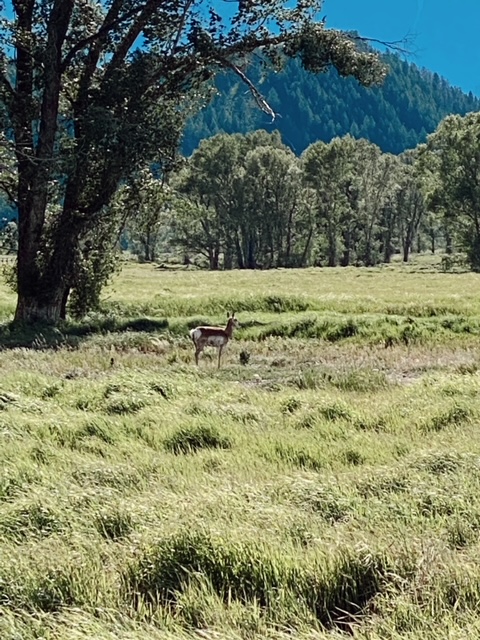 7 Best Things to Do in Jackson Hole with Teens featured by top AL family blogger, She Gave It A Go | Best Things to do in Jackson Hole by popular Alabama travel blog, She Gave it a Go: image of a deer in a field. 